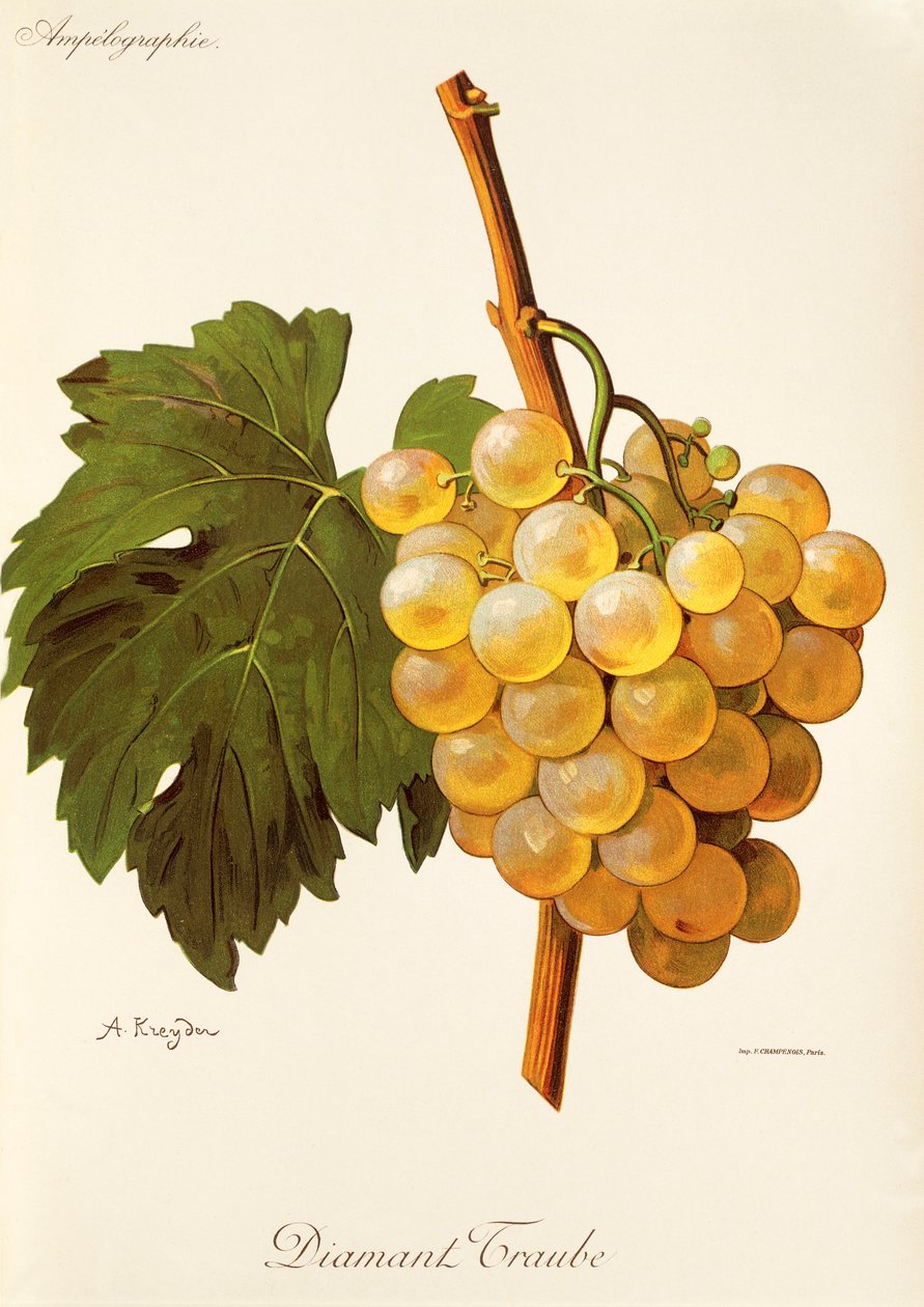 Raisin Diamant Traube par A. Kreyder - Alexis Kreyder