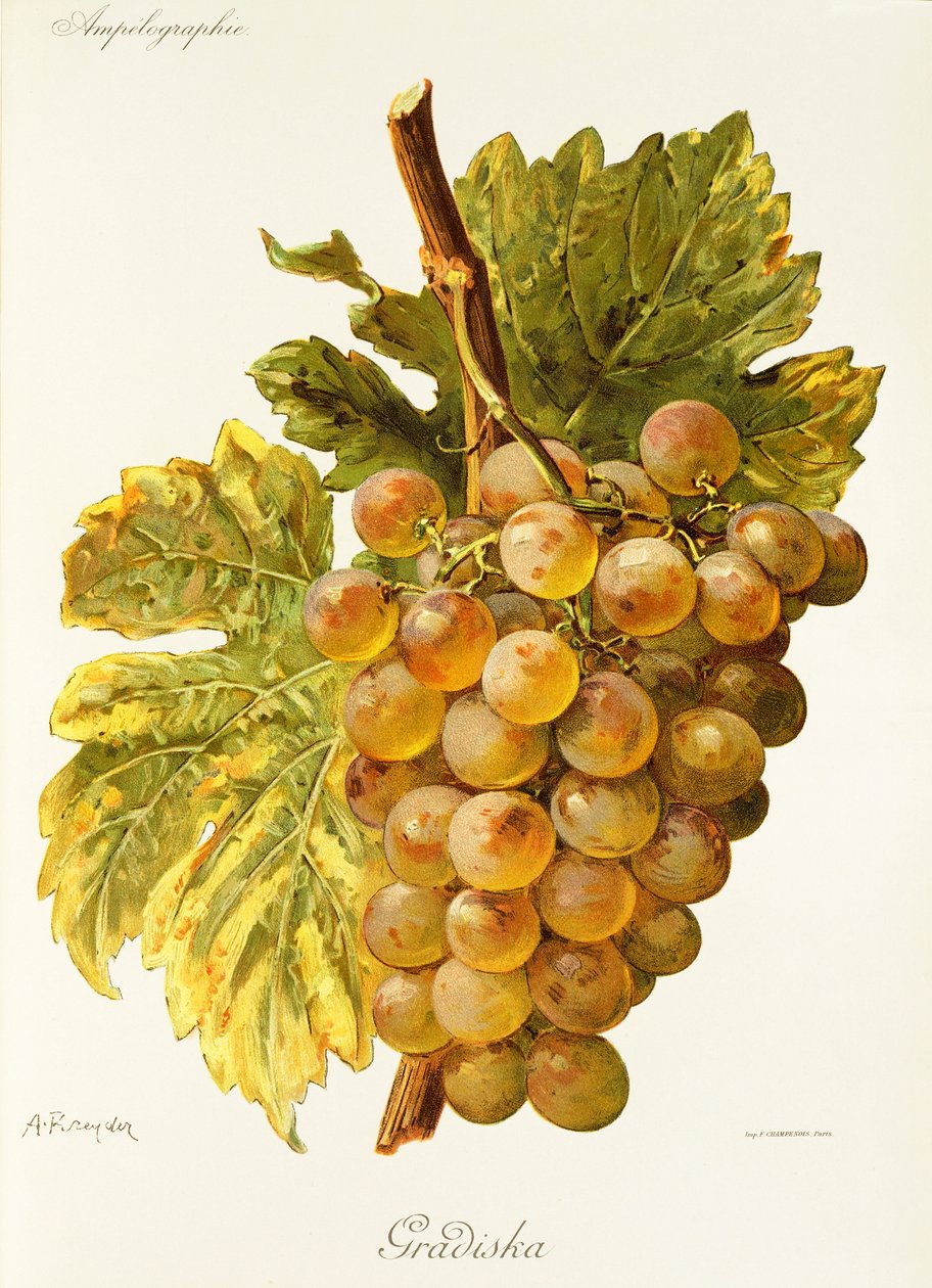 Gradiska - Alexis Kreyder