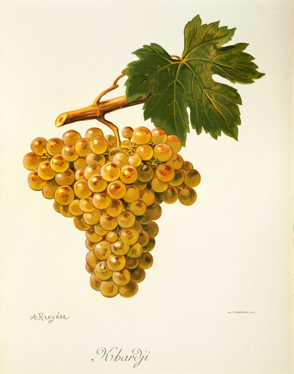 Raisin Khardji par A. Kreyder - Alexis Kreyder
