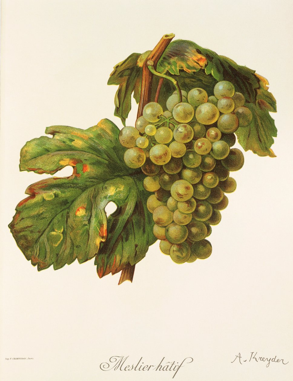 Raisin Meslier Hâtif par A. Kreyder - Alexis Kreyder