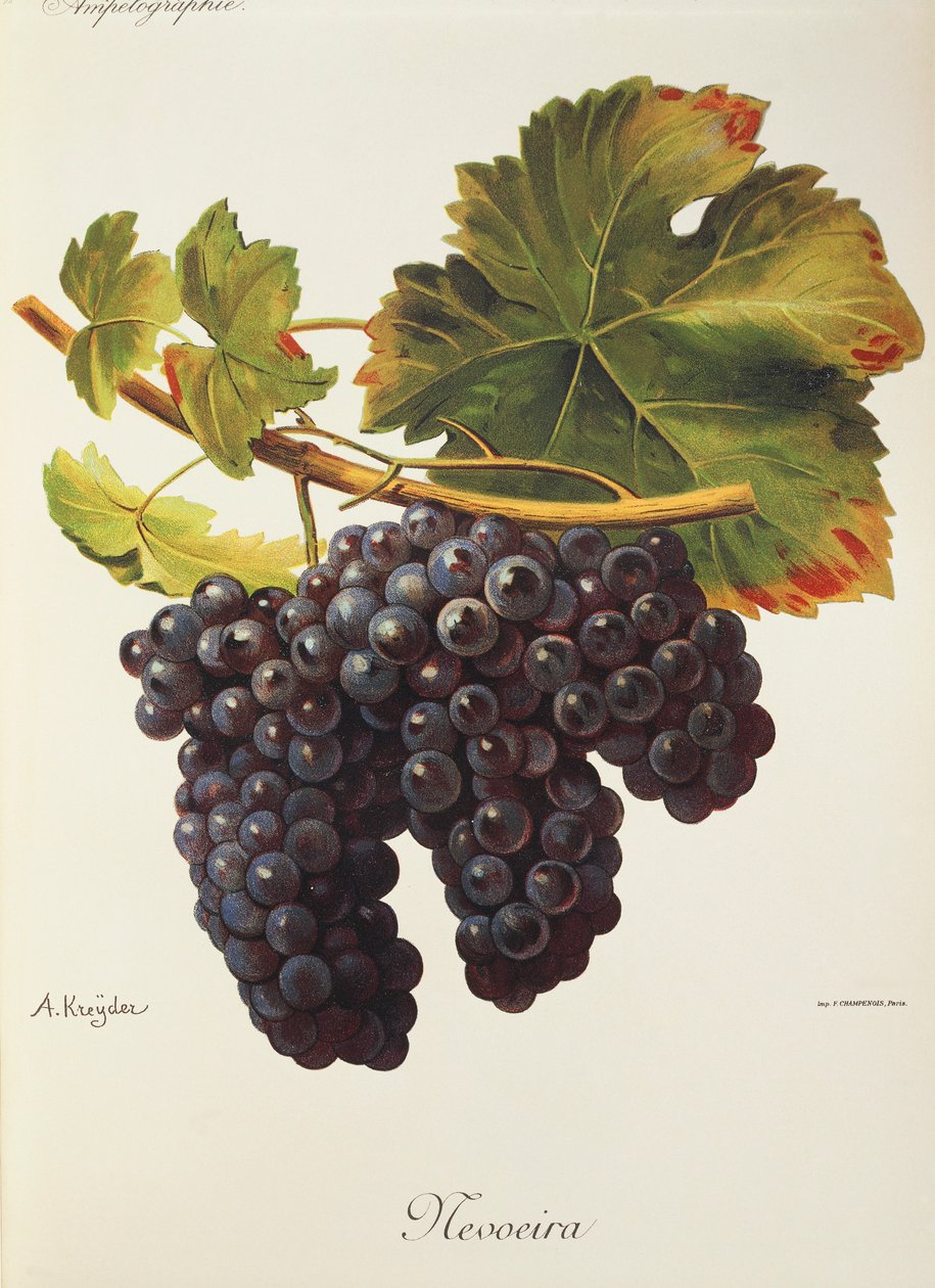 Raisin Mevoeira - Alexis Kreyder