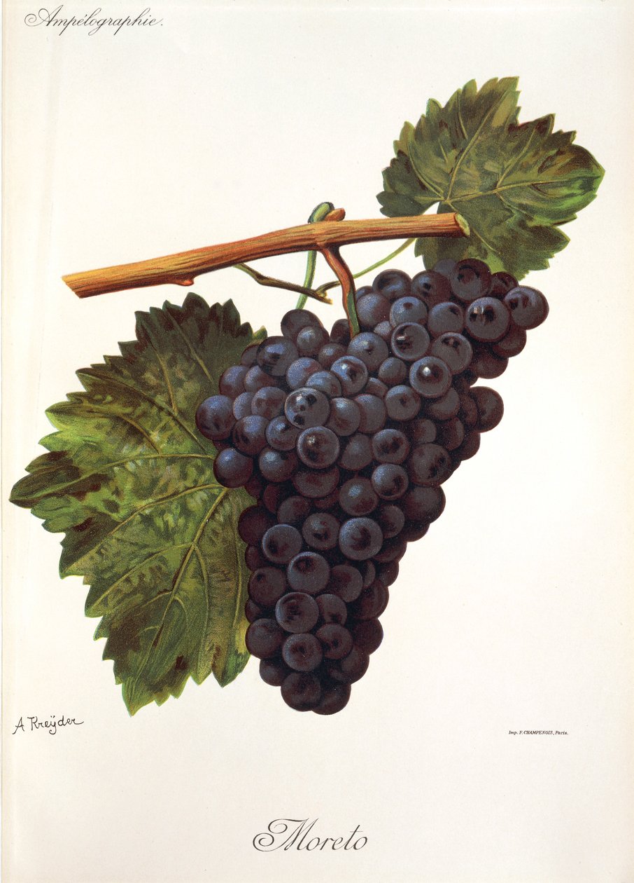 Raisin Moreto - Alexis Kreyder