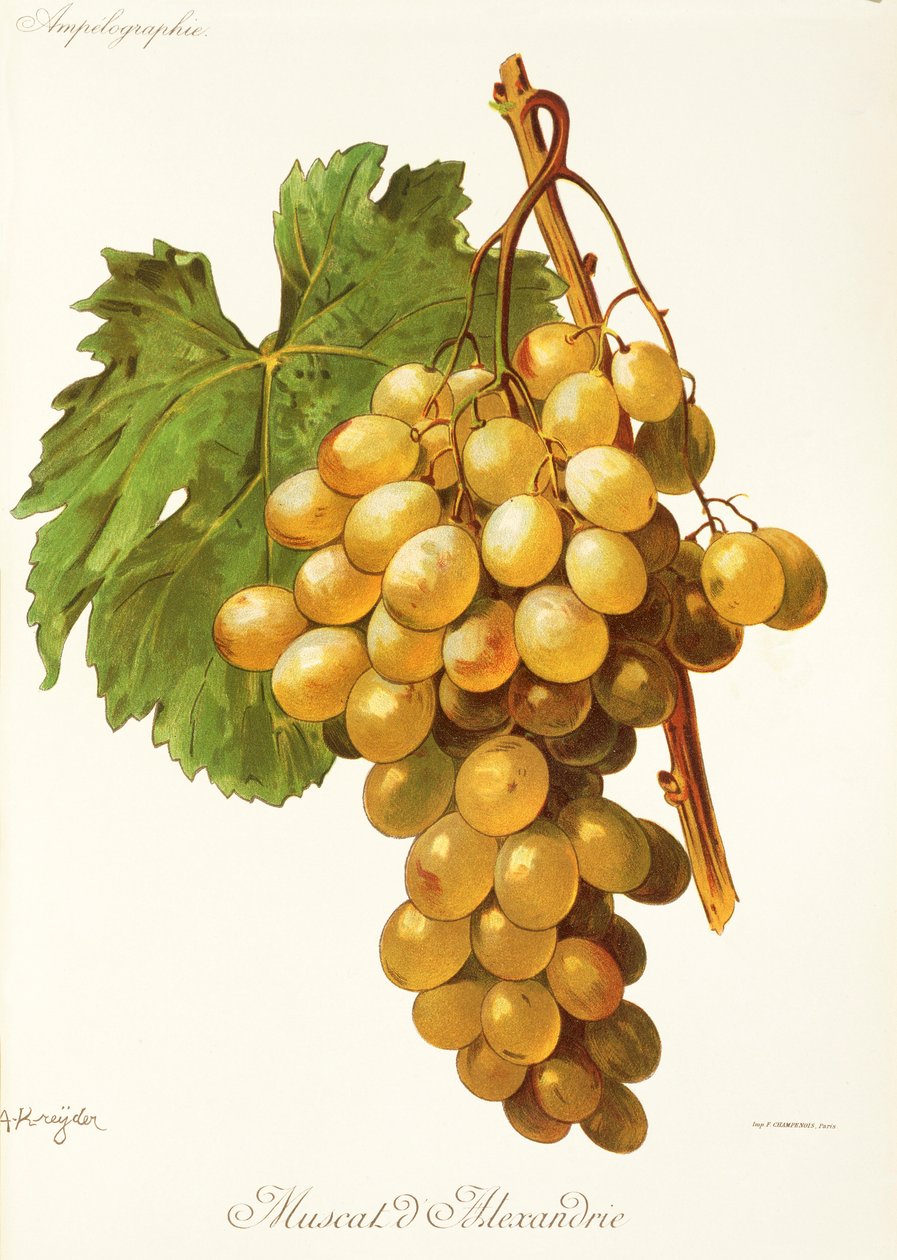 Raisin Muscat d