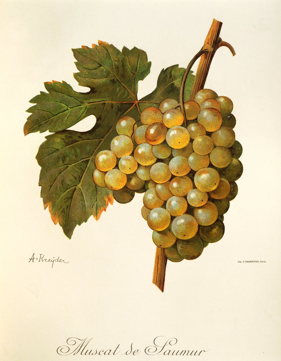 Raisin Muscat de Saumur - Alexis Kreyder