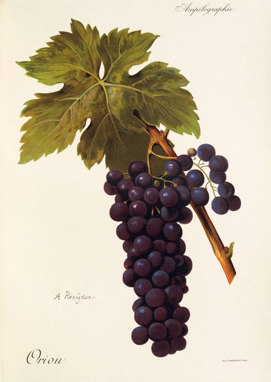 Raisin Oriou par A. Kreyder - Alexis Kreyder