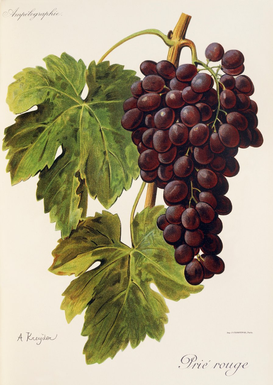 Prié Rouge - Alexis Kreyder