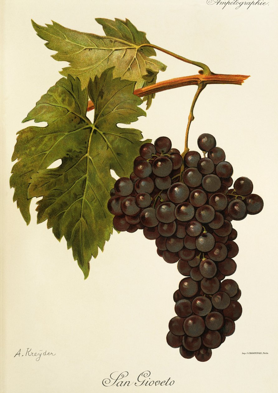 Raisin San Gioveto - Alexis Kreyder