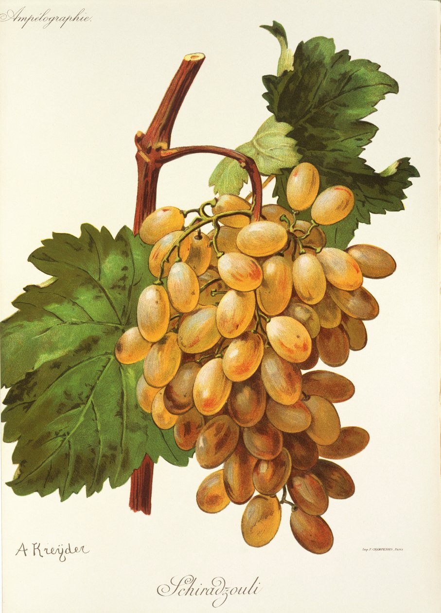 Raisin Schiradzouli par A. Kreyder - Alexis Kreyder