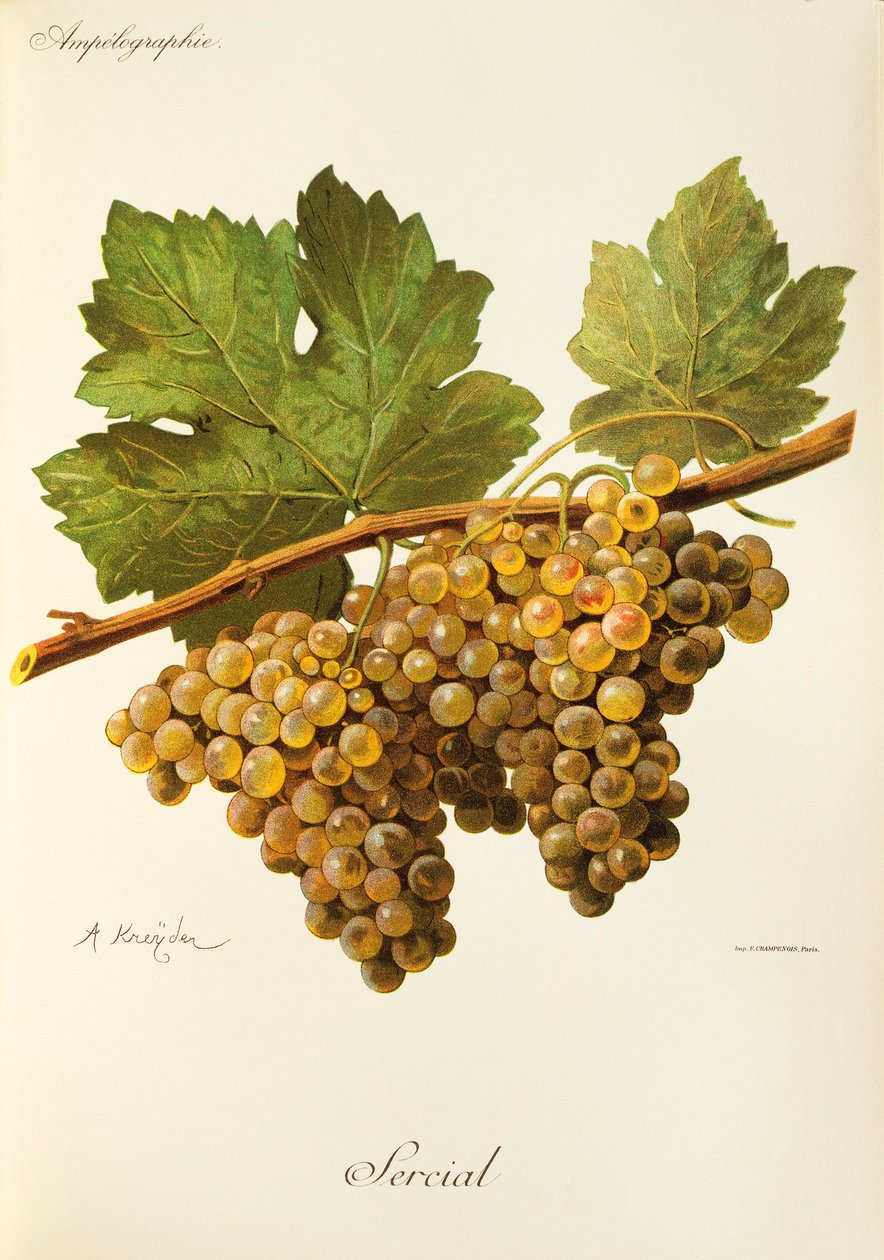 Raisin Sercial - Alexis Kreyder