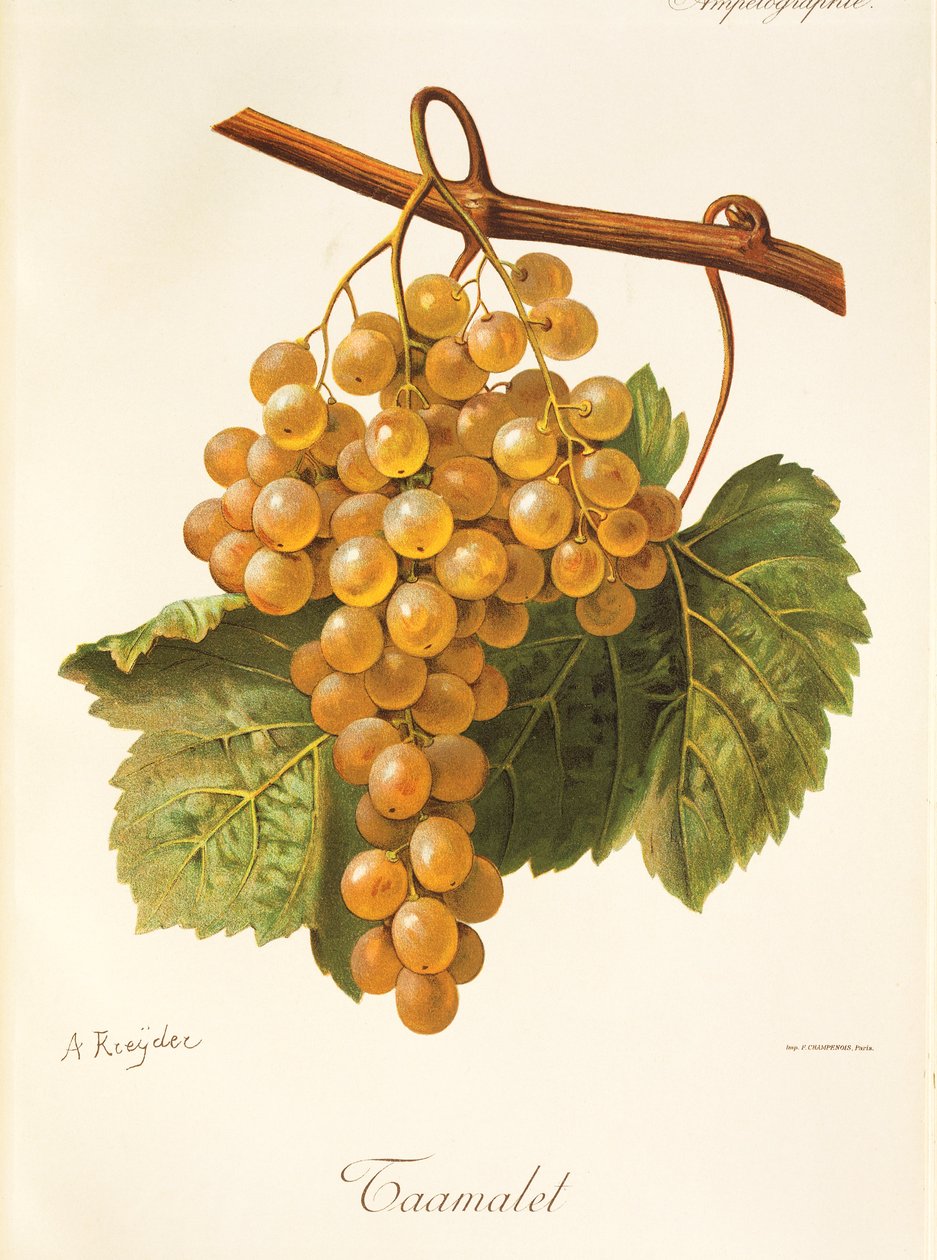 Raisin Taamalet - Alexis Kreyder