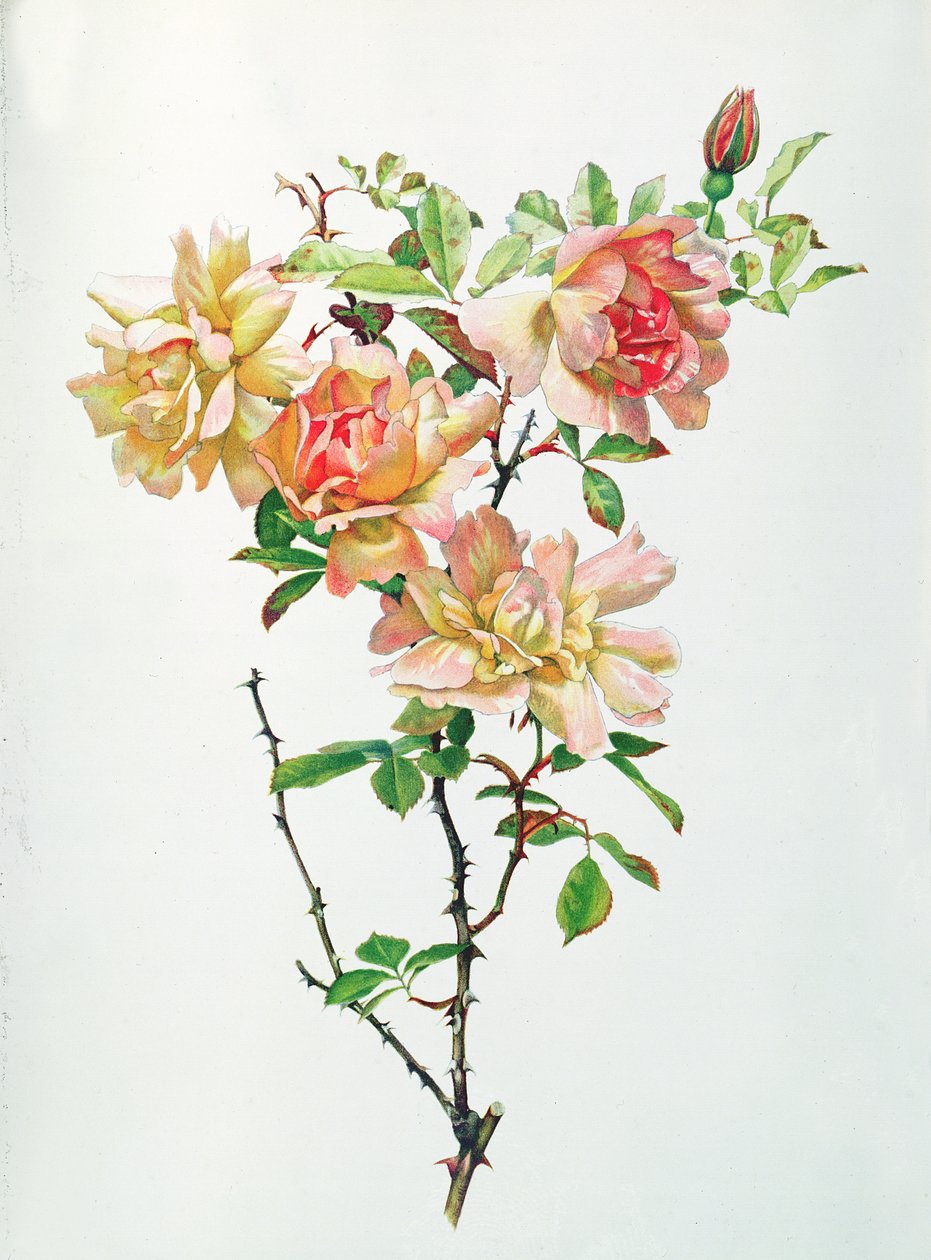 Rosa Chinensis - Alfred Parsons
