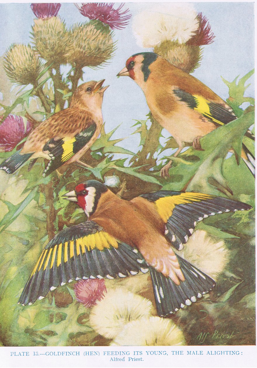 Chardonneret nourrissant ses petits, illustration de 