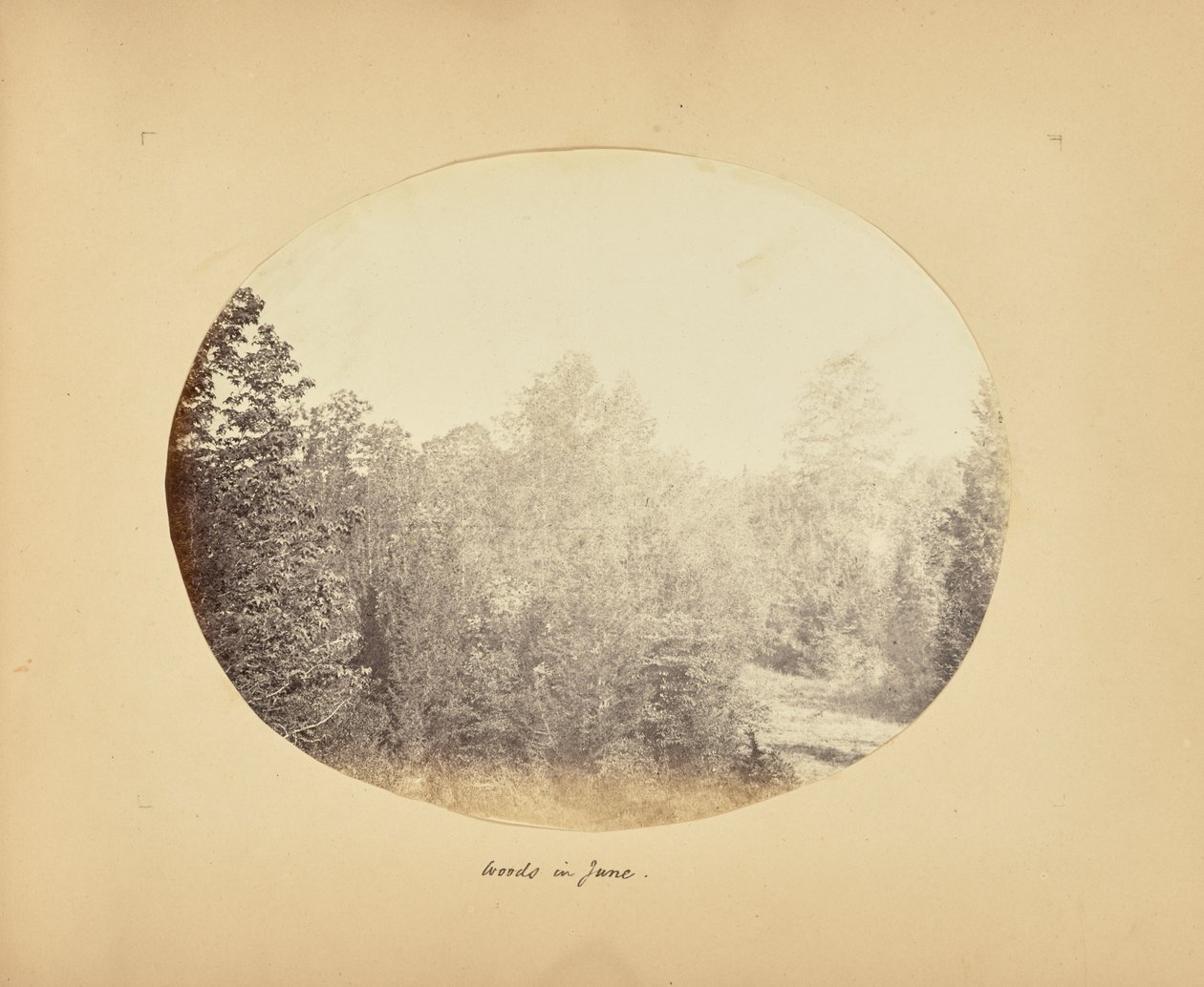 Les bois en juin - Alfred Booth