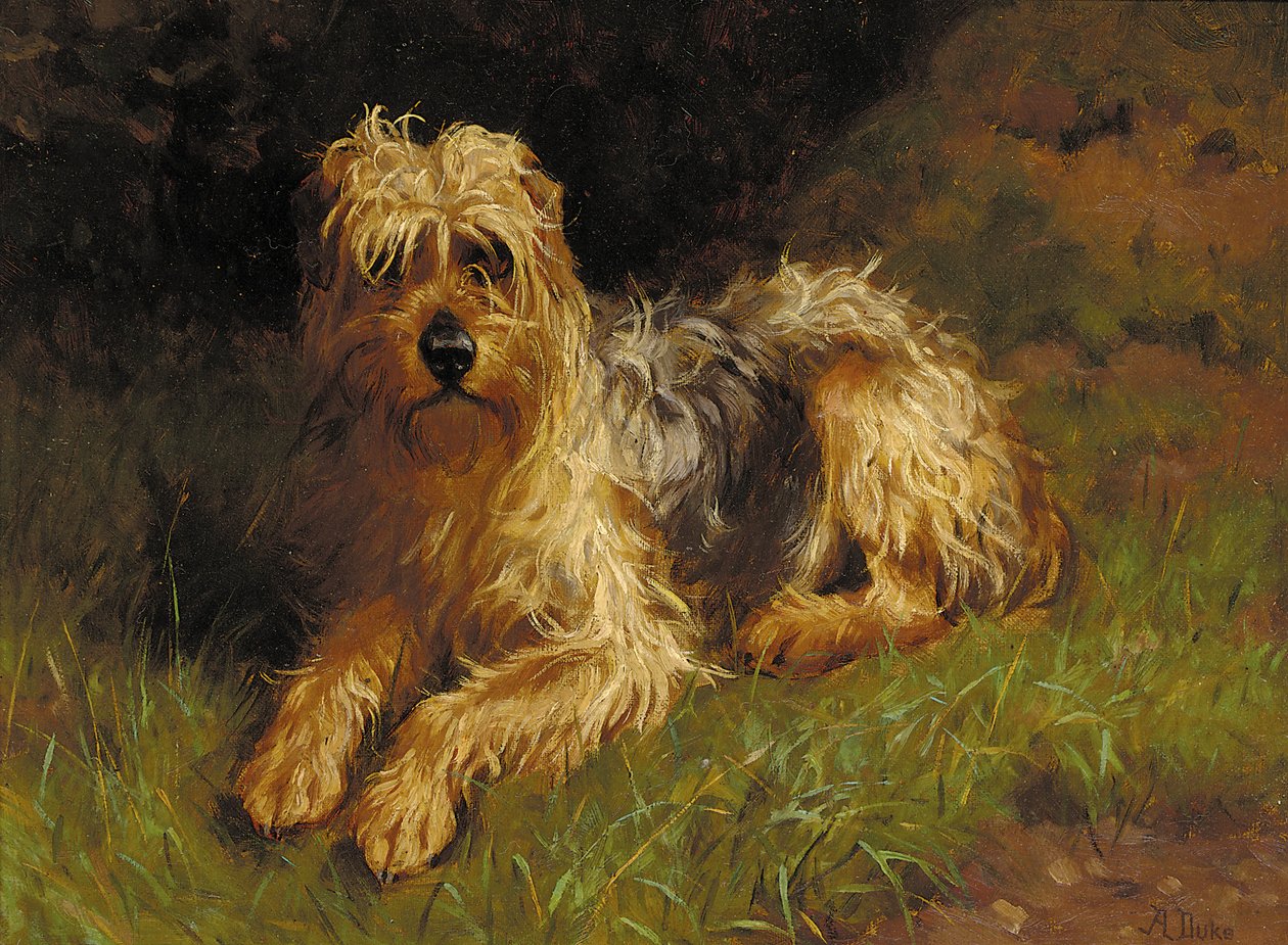 Terrier à poil doux - Alfred Duke