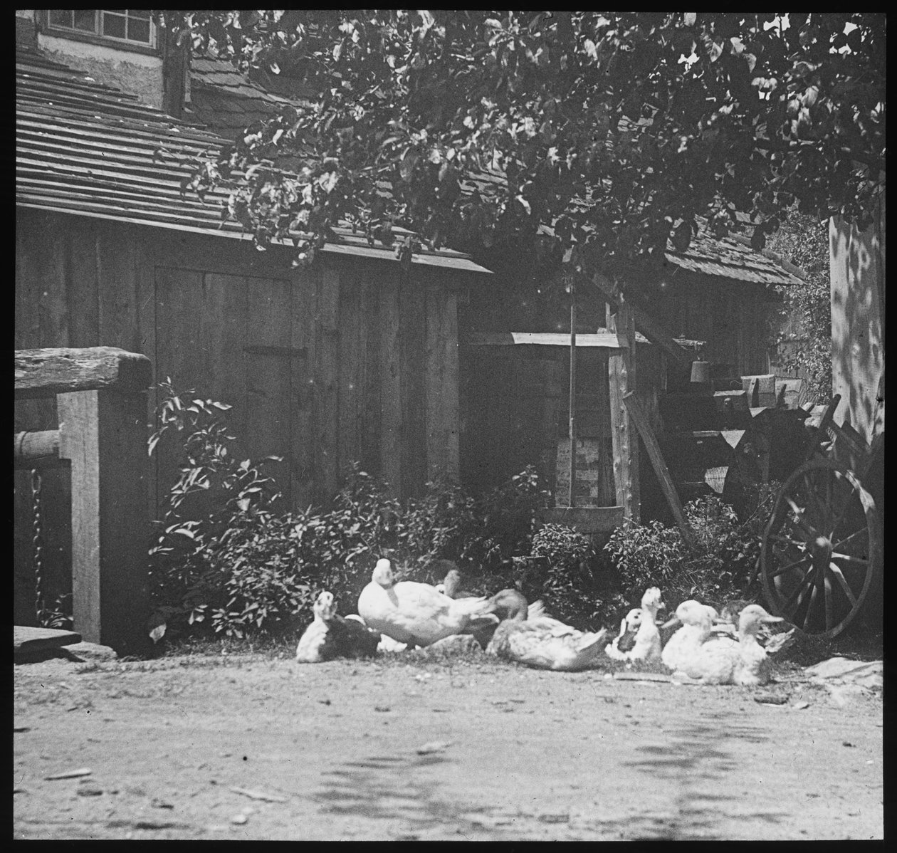 Gutach - Alfred Stieglitz