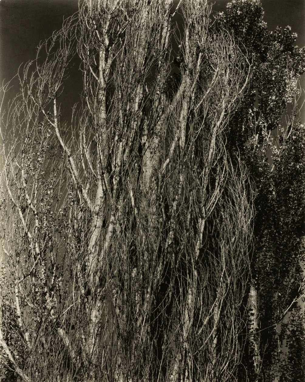 Peupliers—Lac George - Alfred Stieglitz