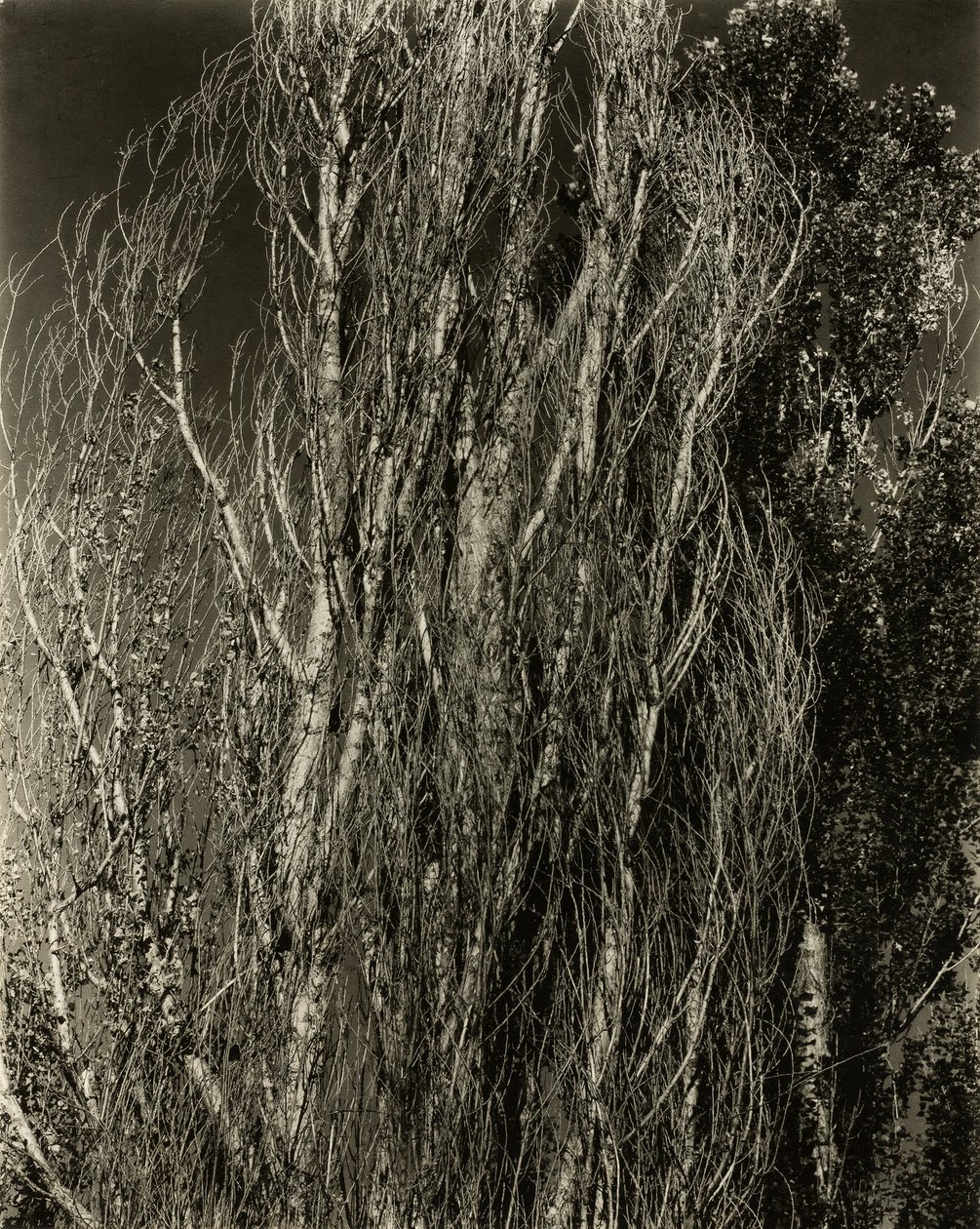 Peupliers—Lac George - Alfred Stieglitz