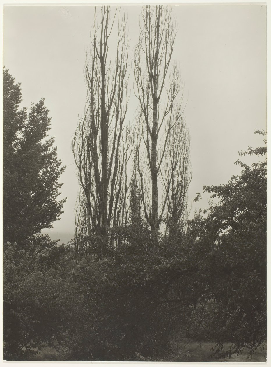 Peupliers - Lac George, 1935 - Alfred Stieglitz