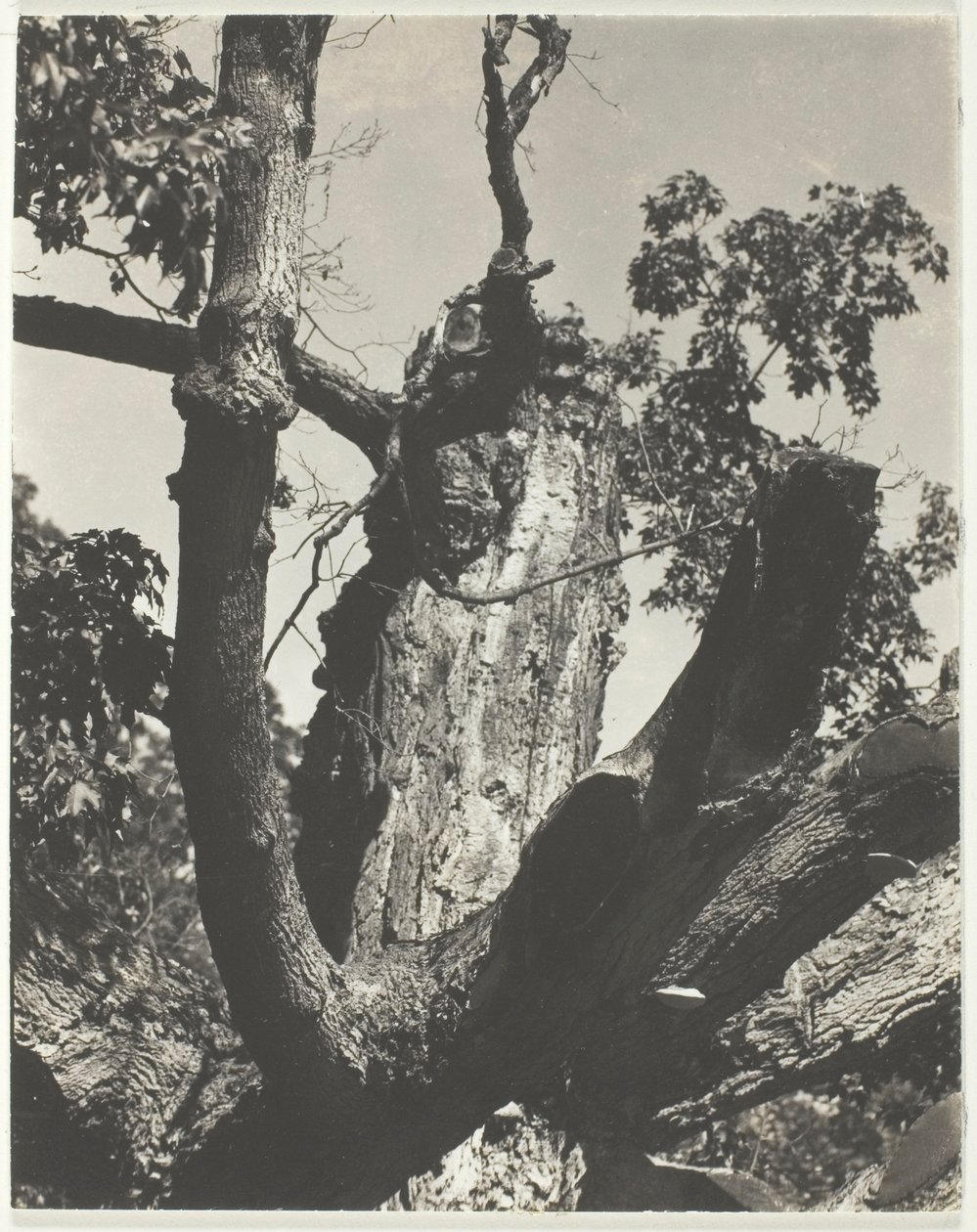 Le vieil érable—Lac George - Alfred Stieglitz