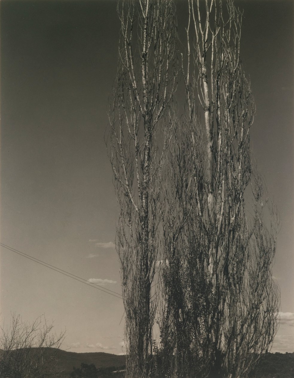Les deux peupliers, lac George - Alfred Stieglitz