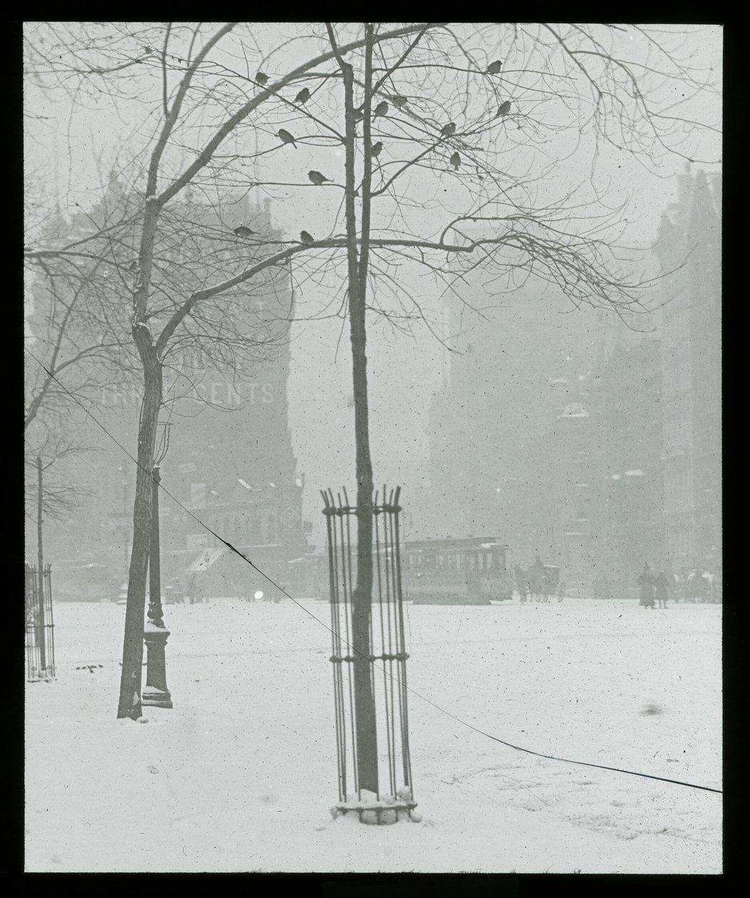 Arbre dans la neige, New York City - Alfred Stieglitz