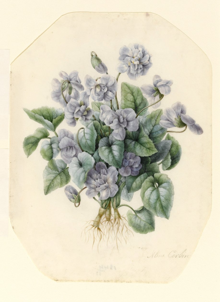 Violettes - Aline Corbin