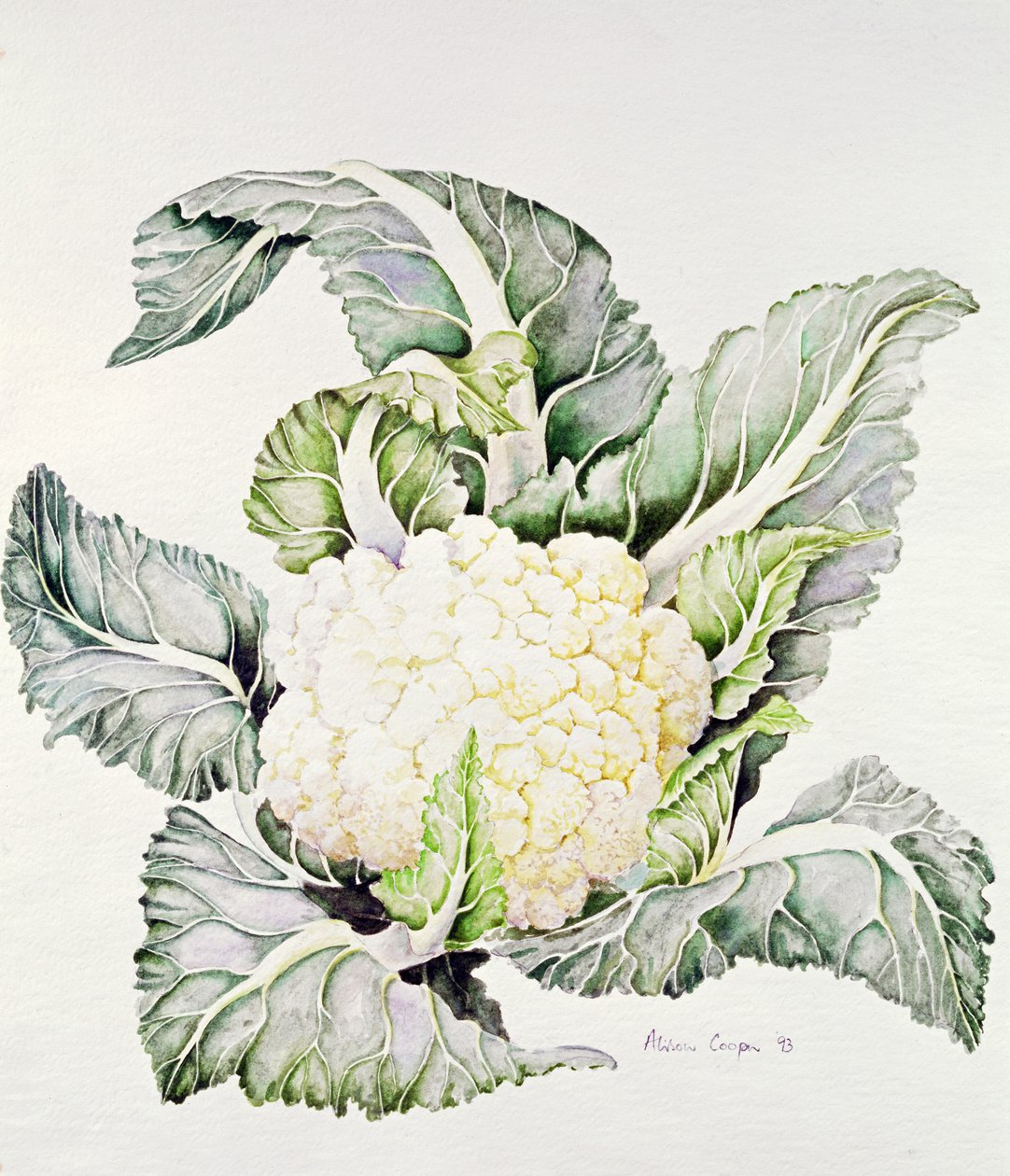 Étude de Chou-fleur, 1993 - Alison Cooper