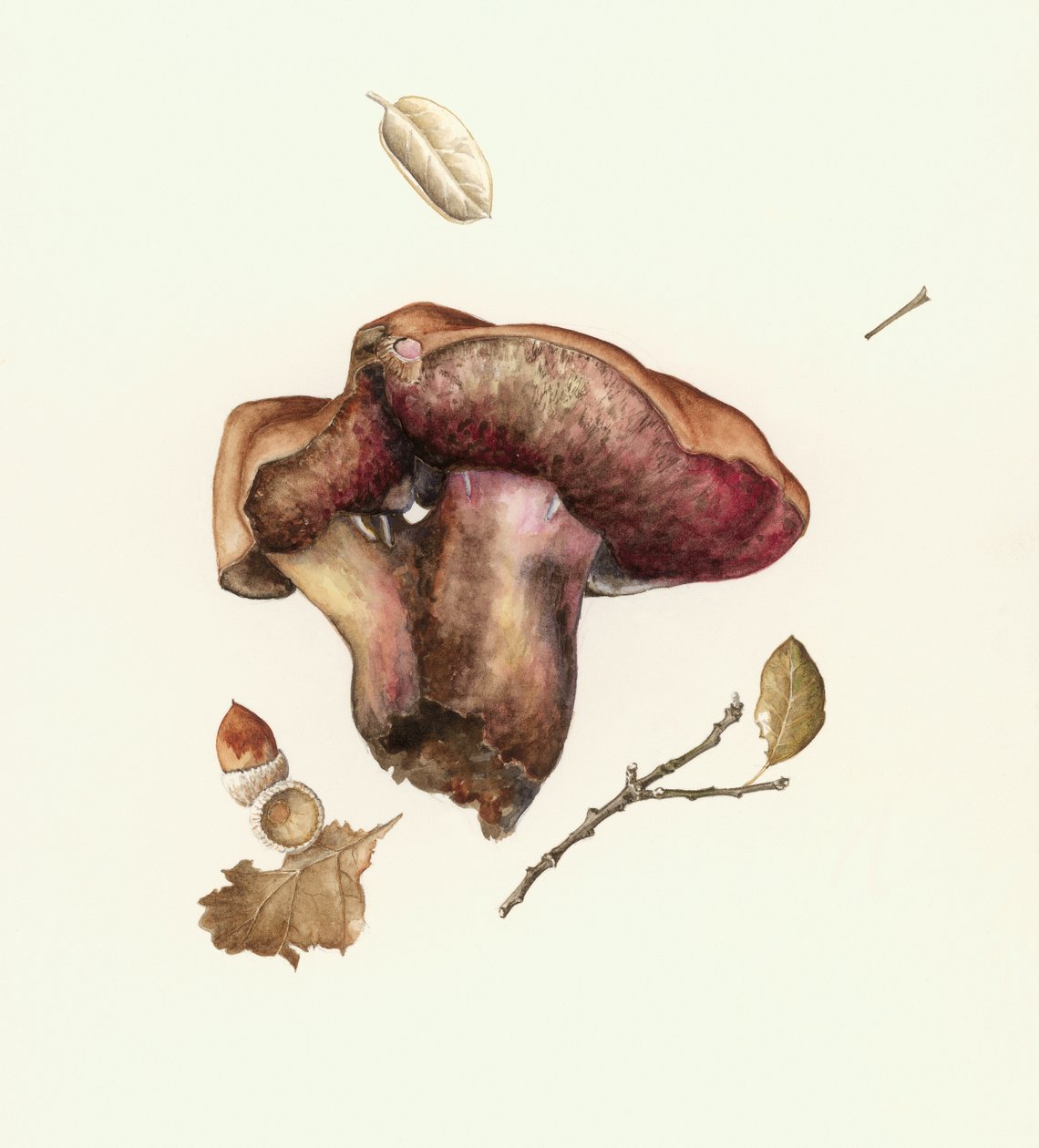Champignon - Alison Cooper