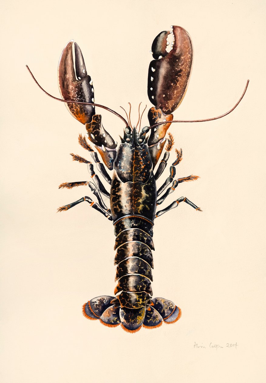 Homard de Solva, 2014 - Alison Cooper