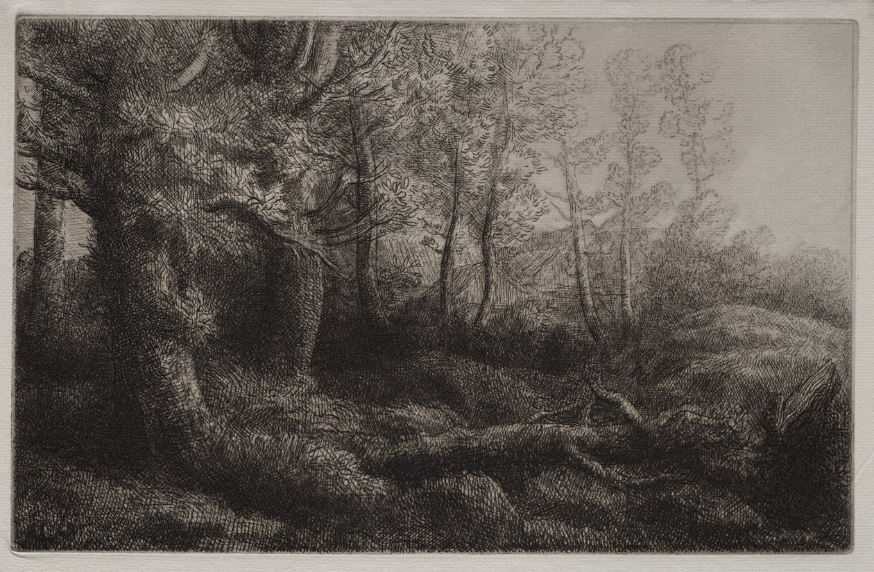 Étude forestière - Alphonse Legros