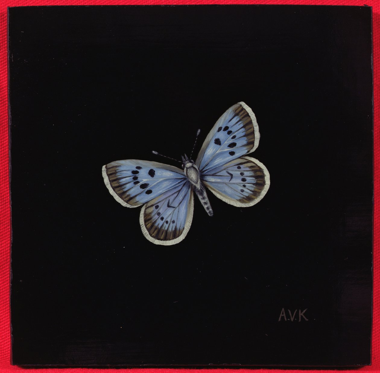 Azuré des paluds, 2000 - Amelia Kleiser