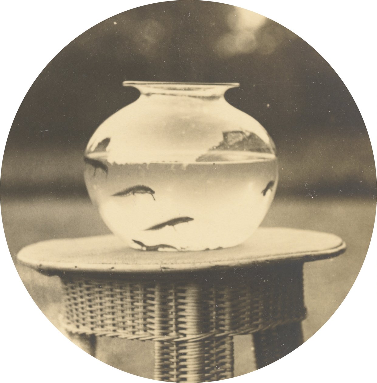Sans titre (Bocal à poissons) - American 19th Century