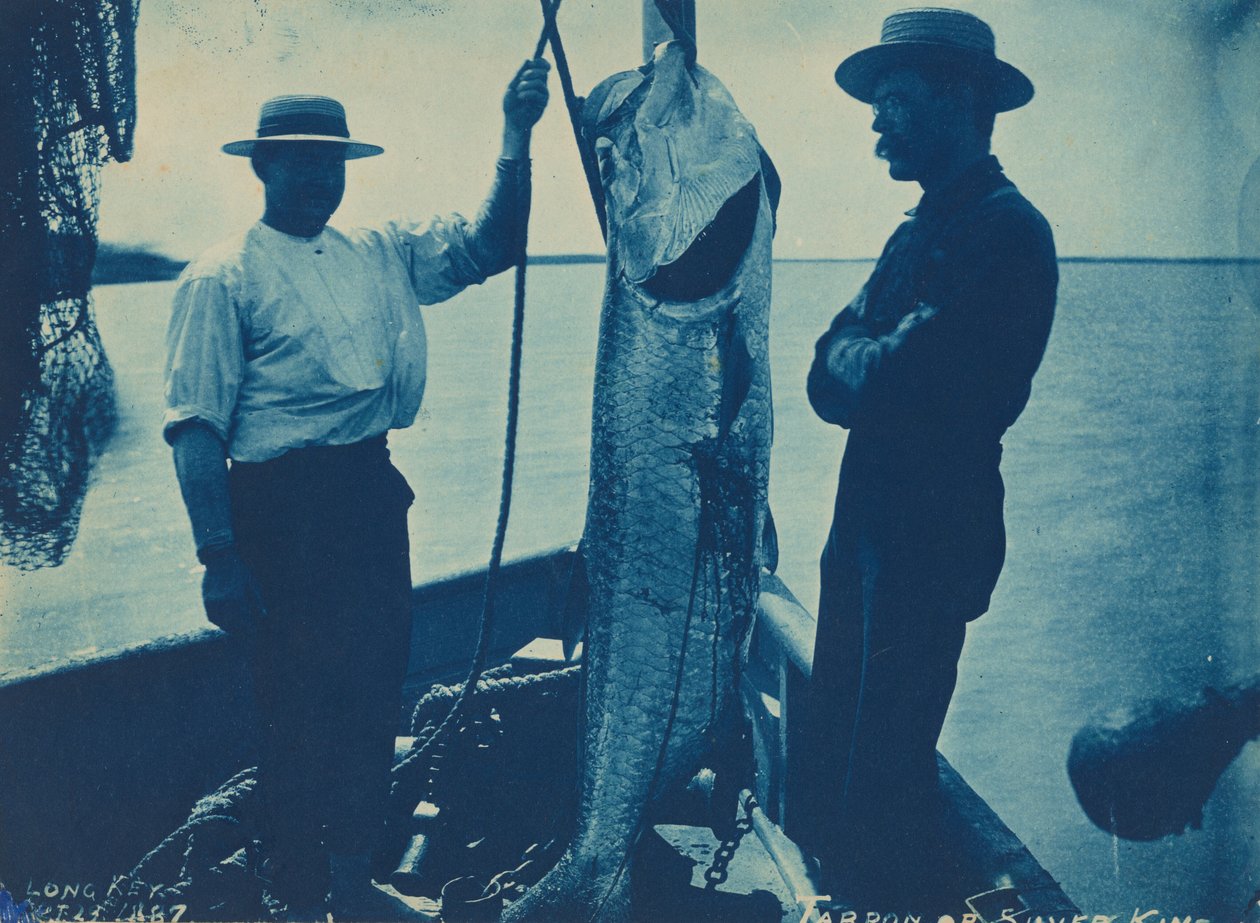 "Tarpon ou roi d