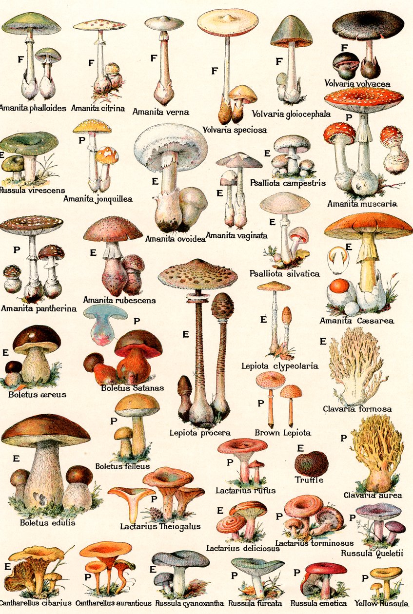 Champignons comestibles et vénéneux - American School