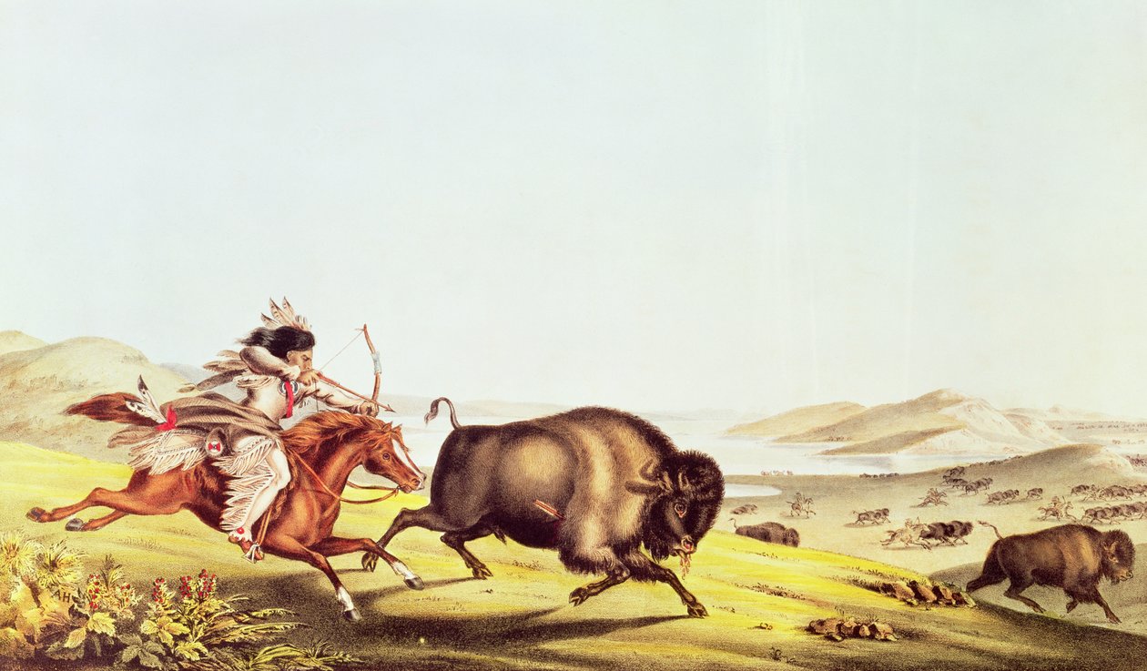 Chasse au bison - American School