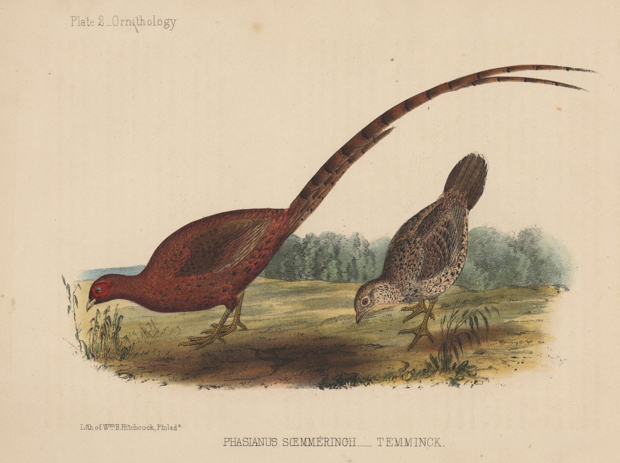 Phasianus Soemmeringh (Temminck) - American School