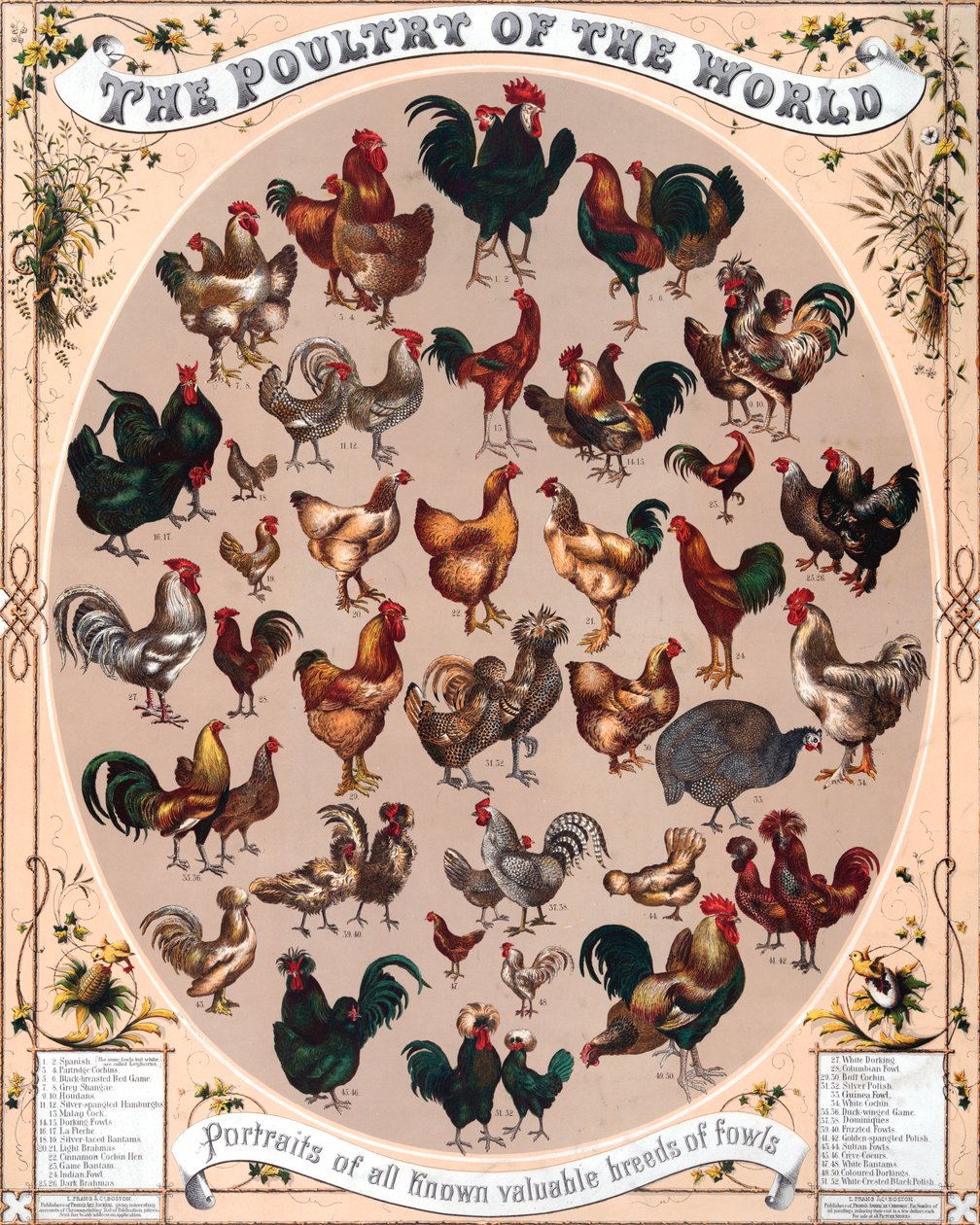 Affiche de la volaille du monde - American School