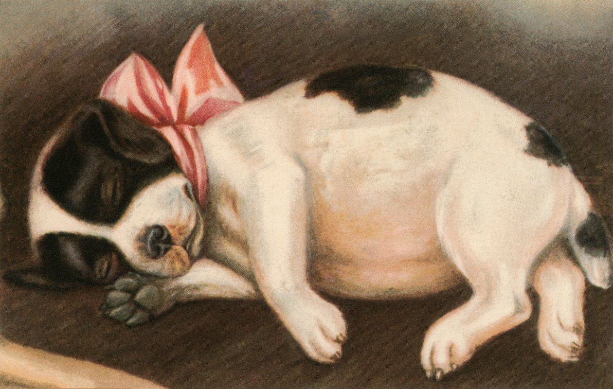 Chiot Pointer endormi portant un nœud rose - American School