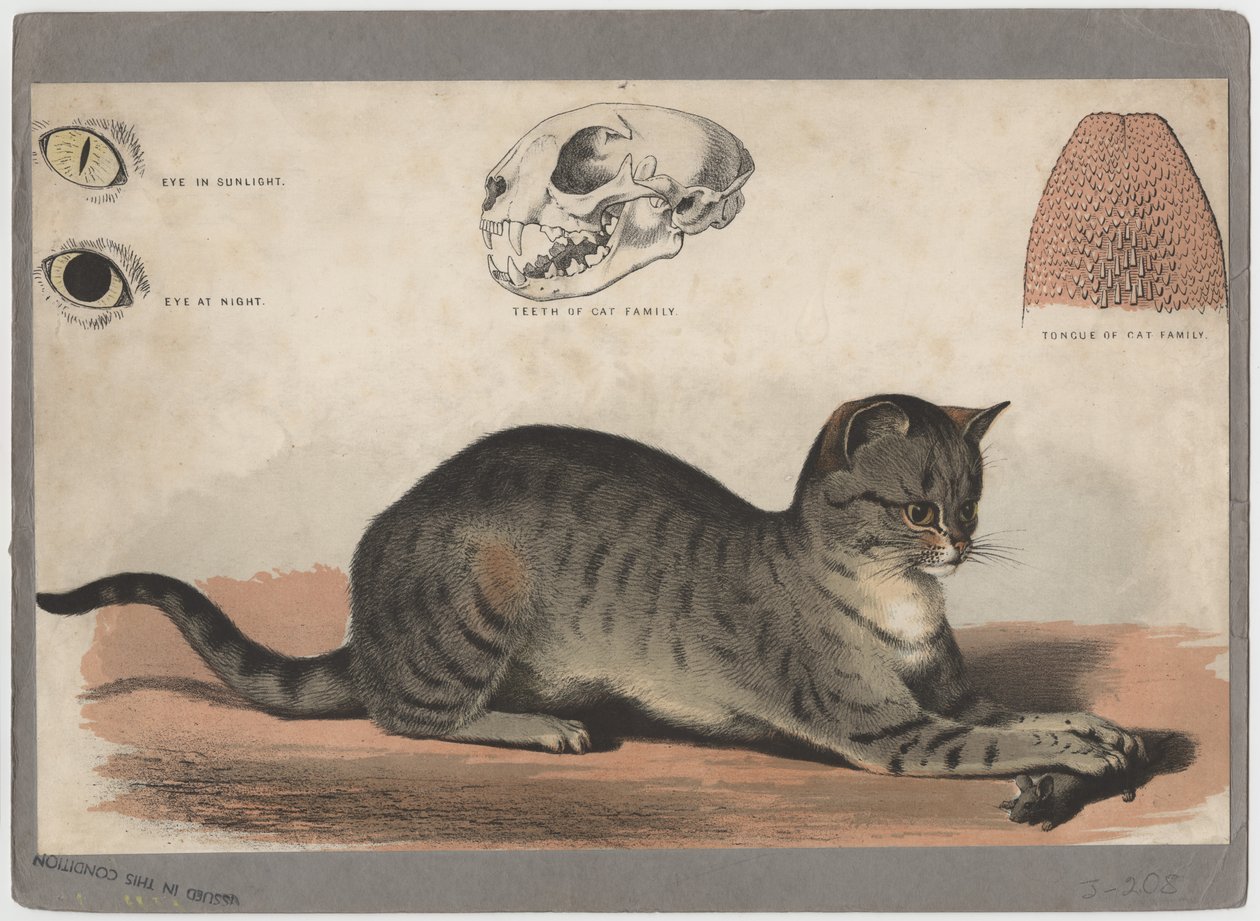 Le Chat - American School
