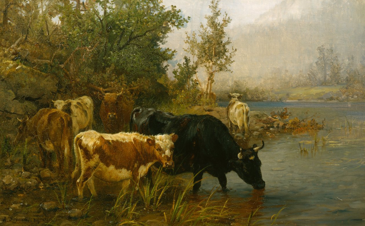 Vaches au bord de l