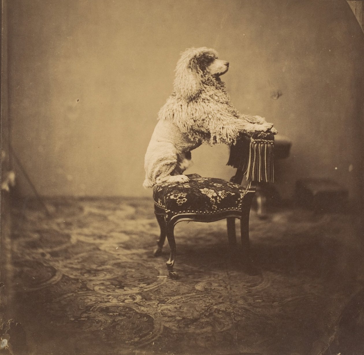 [Le Caniche de l