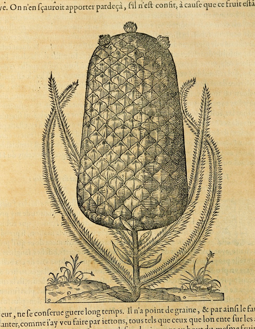 Ananas (Ananas comosus), gravure par André Thevet - Andre Thevet