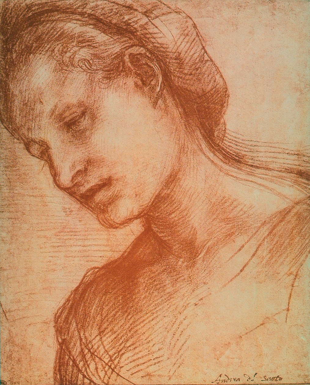 Tête de femme - Andrea del Sarto