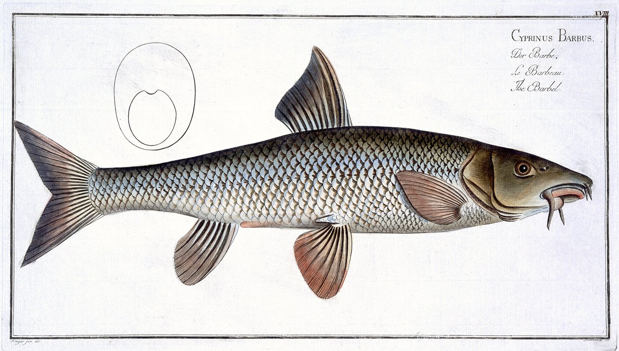 Barbeau (Cyprinus Barbus) planche XVIII de 