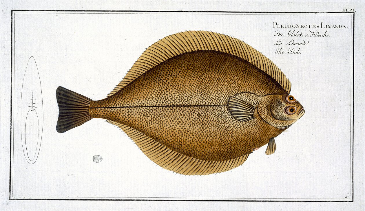 Dab (Pleuronectes Limanda) planche XLVI de 