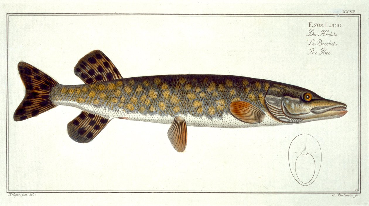 Brochet (Esox Lucio) planche XXXII de 