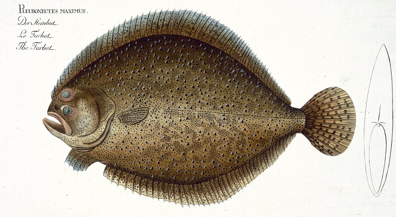 Turbot (Pleuronectes Maximus) planche XLIX de 