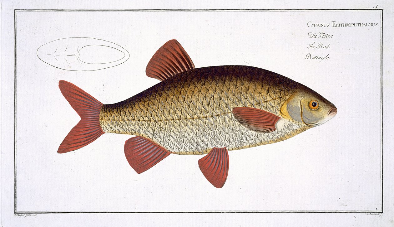 Carpe Rouge (Cyprinus Erithrophthalmus) planche I de 