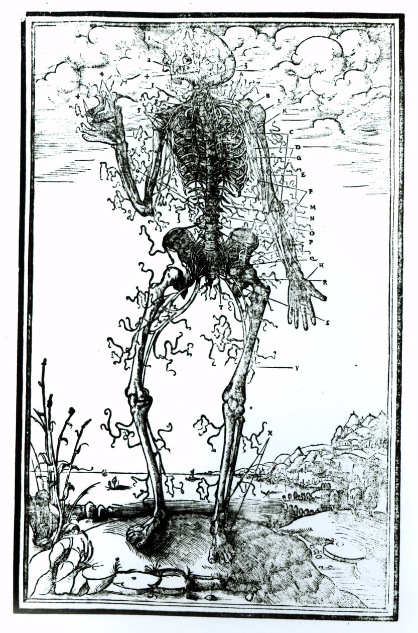 Système vasculaire du corps - Andreas Vesalius