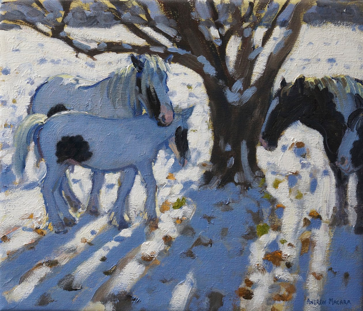 Poneys pie en hiver, 2012 - Andrew Macara